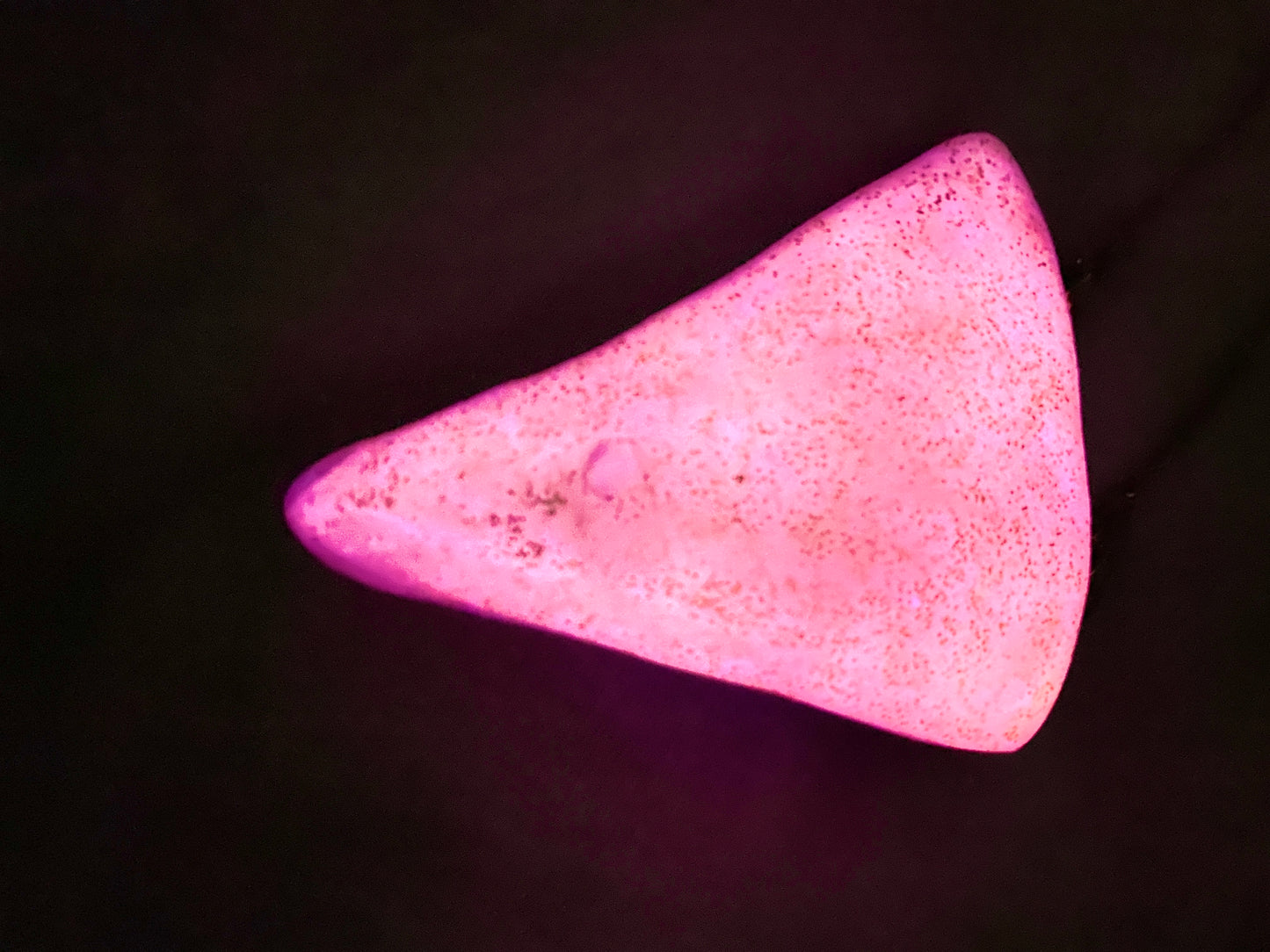 Megalodon Mood Shark Tooth